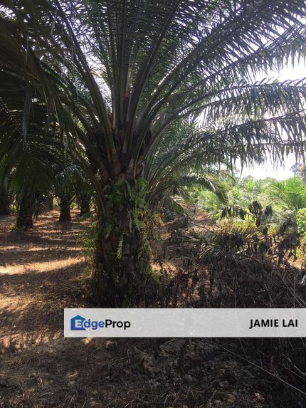 Oil Palm Agricultural Land at Gopeng For Sale, Perak, Kampar