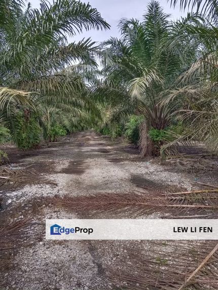 Pekan Nenas Agriculture Land, Johor, Pekan Nanas (Pekan Nenas)