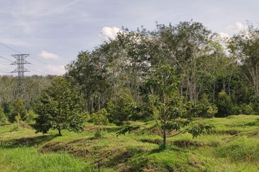 Agri land 17 acres for sale at Lenggong perak 