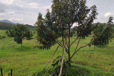 Agri land 17 acres for sale at Lenggong perak 