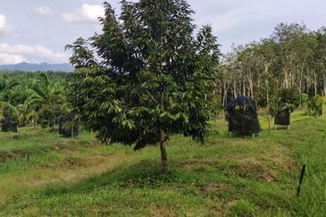 Agri land 17 acres for sale at Lenggong perak 