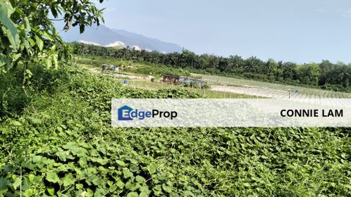 Freehold Agriculture land for sale at Ipoh, Perak, Ipoh