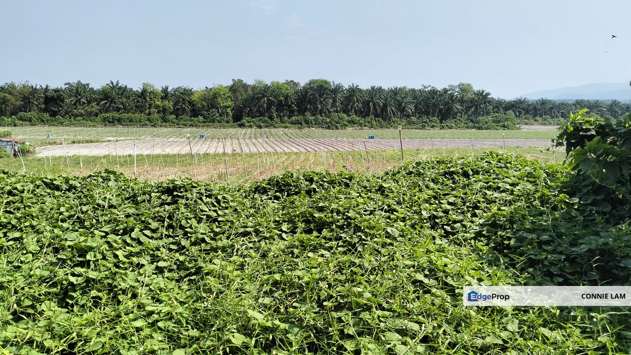 Freehold Agriculture land for sale at Ipoh, Perak, Ipoh