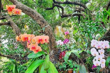 GREEN STREET HOMES (SEREMBAN 2)