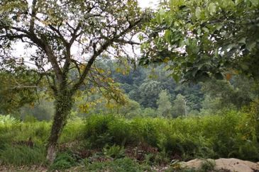 Mirage By The Lake @ Perdana Lakeview West