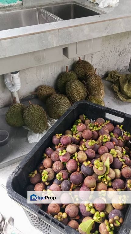 Durian farm for sale at Kajang , Selangor, Kajang
