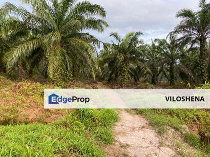 Agricultural Oil Palm Land at Ayer Baloi, Pontian, JB - Flat Land
, Johor, Pontian