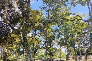 Durian Land for Sale at Tangkak - 5 ACRES