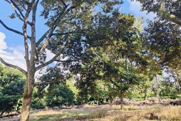 Durian Land for Sale at Tangkak - 5 ACRES