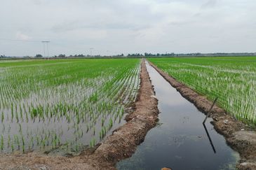  Sesuai Homestay!! View Sawah Padi,Tanah 1.48  Ekar, Parit 13 Sekincan (Pekan Sg Nibung), Selangor  (Geran Individu) 