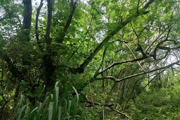 Lot Banglo ! Geran Individu Status Bangunan!   Bersebelahan dengan Taman Bayu Alam, Kuala Selangor