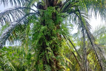  Sesuai Agriculture/Kediaman, Tanah 5.87 Ekar Sg Panjang Sabak Bernam, Selangor. 