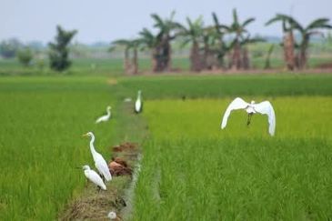 Hot Sale !! Tanah freehold (bumi saja) 0.5  Ekar, Dekat Kapal Terbang  Viral Sekincan 