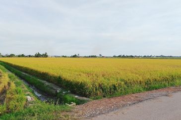 Hot Sale !! Tanah freehold (bumi saja) 0.5  Ekar, Dekat Kapal Terbang  Viral Sekincan 