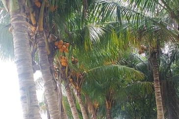 Dusun Kelapa & Buah Untuk dijual Segera