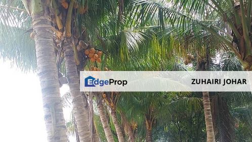 Dusun Kelapa & Buah Untuk dijual Segera, Selangor, Sekinchan