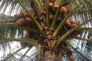 Dusun Kelapa & Buah Untuk dijual Segera