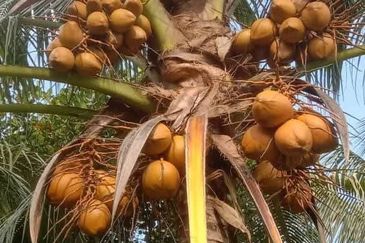 Dusun Kelapa & Buah Untuk dijual Segera