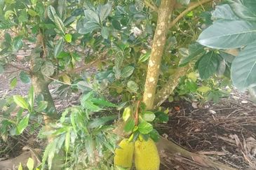 Dusun Kelapa & Buah Untuk dijual Segera