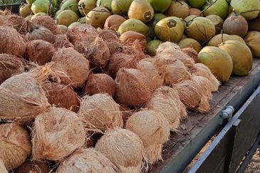 Dusun Kelapa & Buah Untuk dijual Segera
