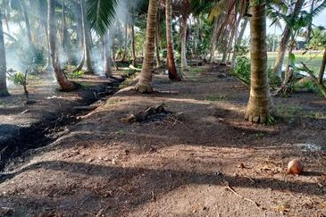 Dusun Kelapa & Buah Untuk dijual Segera