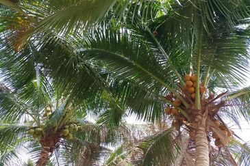 Dusun Kelapa & Buah Untuk dijual Segera