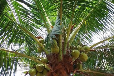 Dusun Kelapa & Buah Untuk dijual Segera