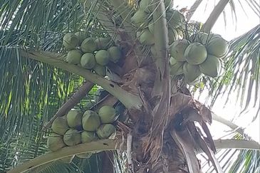 Dusun Kelapa & Buah Untuk dijual Segera
