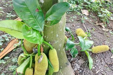 Dusun Kelapa & Buah Untuk dijual Segera