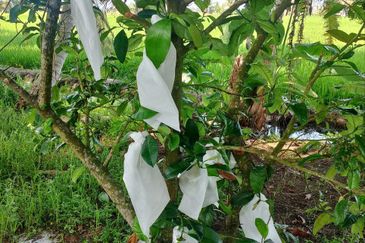 Dusun Kelapa & Buah Untuk dijual Segera