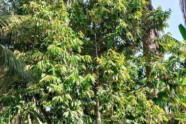 Dusun Kelapa & Buah Untuk dijual Segera