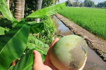 Dusun Kelapa & Buah Untuk dijual Segera