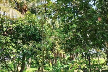 Dusun Kelapa & Buah Untuk dijual Segera