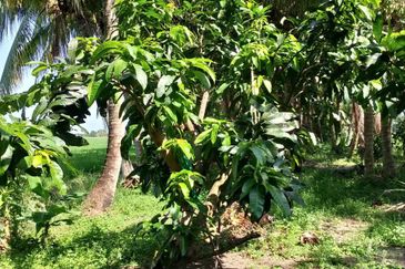 Dusun Kelapa & Buah Untuk dijual Segera