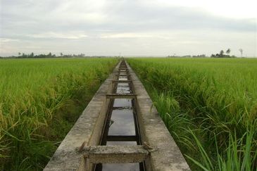  Sesuai Homestay!! View Sawah Padi,Tanah 1.48  Ekar, Parit 13 Sekincan (Pekan Sg Nibung), Selangor  (Geran Individu) 