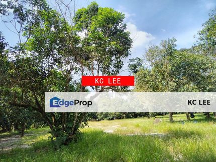 1.73 acres Cempedak & Durian(With River)|Agricultural land for sale, Kedah, Kulim