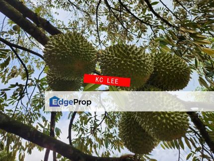 5 acres Durian Plantation | Musang King & Black Thorn | 猫山王 & 黑刺, Perak, Kuala Kangsar