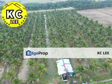 3.206 Acres Coconut Land For Sale | Sungai Acheh | Nibong Tebal | Penang, Penang, Nibong Tebal