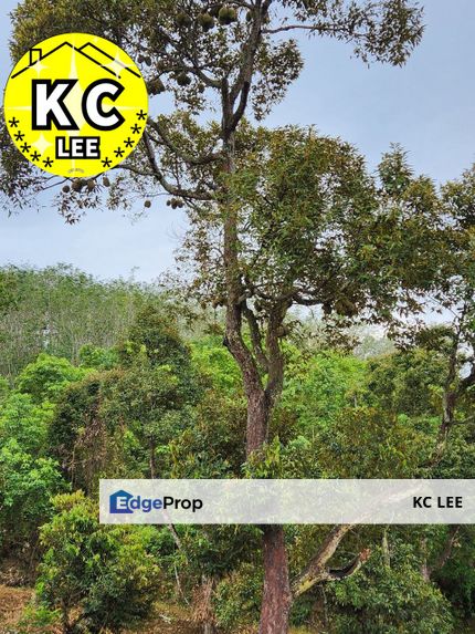 4.95 Acres Old Mountain Durian Land For Sale | Sungai Kechil | Kedah, Penang, Nibong Tebal