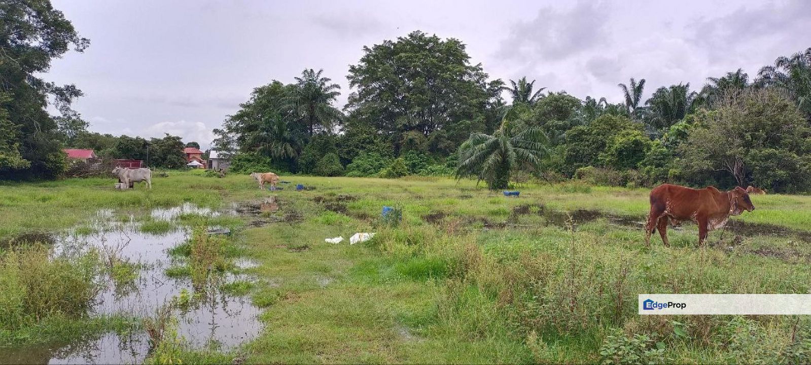 Sungai Pelek Sepang Residential Land For Sale, Selangor, Sungai Pelek