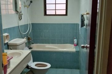 Evergreen Park Scot Pine