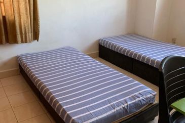 Evergreen Park Scot Pine