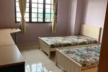 Evergreen Park Scot Pine