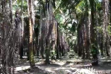 Facing Main Road Arigculture Land At Pokok Sena ,Kedah For Sale