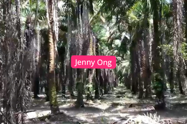 Facing Main Road Arigculture Land At Pokok Sena ,Kedah For Sale