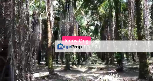 Facing Main Road Arigculture Land At Pokok Sena ,Kedah For Sale, Kedah, Pokok Sena