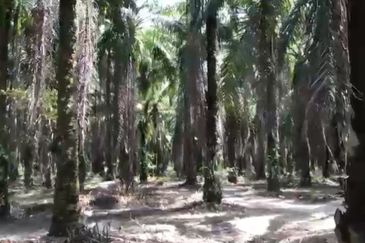 Facing Main Road Arigculture Land At Pokok Sena ,Kedah For Sale