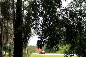 Facing Main Road Arigculture Land At Pokok Sena ,Kedah For Sale