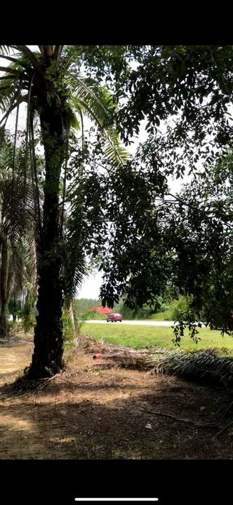 Facing Main Road Arigculture Land At Pokok Sena ,Kedah For Sale, Kedah, Pokok Sena