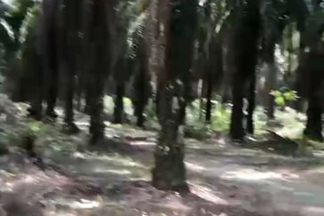 Facing Main Road Arigculture Land At Pokok Sena ,Kedah For Sale